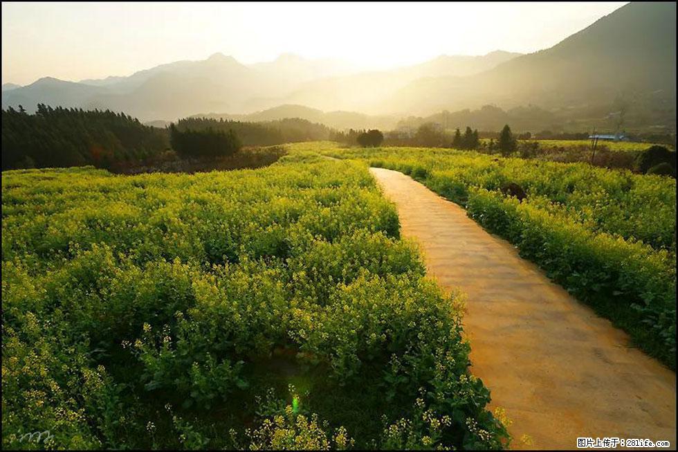 【春天，广西桂林灌阳县向您发出邀请！】长坪村油菜盛情花开 - 游山玩水 - 扬州生活社区 - 扬州28生活网 yz.28life.com