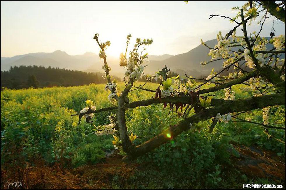 【春天，广西桂林灌阳县向您发出邀请！】长坪村油菜盛情花开 - 游山玩水 - 扬州生活社区 - 扬州28生活网 yz.28life.com