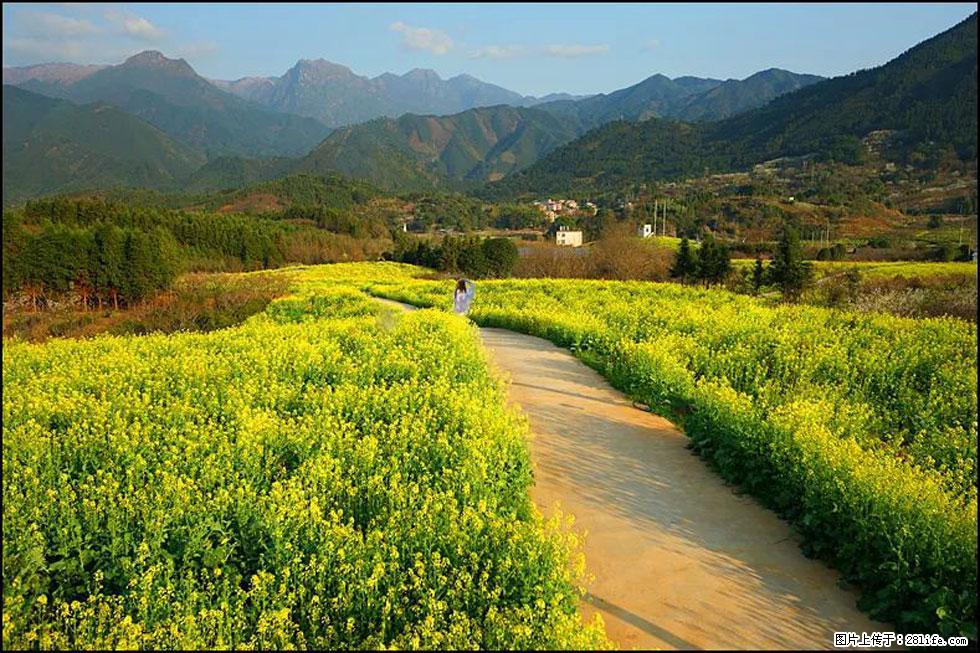 【春天，广西桂林灌阳县向您发出邀请！】长坪村油菜盛情花开 - 游山玩水 - 扬州生活社区 - 扬州28生活网 yz.28life.com