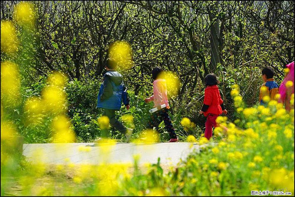 【春天，广西桂林灌阳县向您发出邀请！】长坪村油菜盛情花开 - 游山玩水 - 扬州生活社区 - 扬州28生活网 yz.28life.com