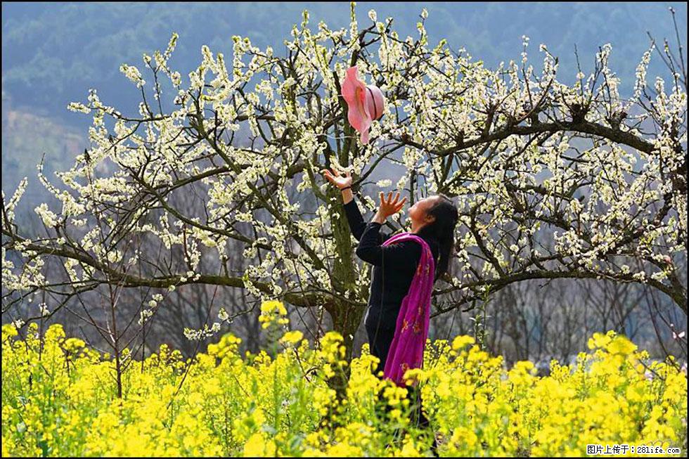 【春天，广西桂林灌阳县向您发出邀请！】长坪村油菜盛情花开 - 游山玩水 - 扬州生活社区 - 扬州28生活网 yz.28life.com