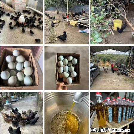 油茶园从小鸡仔开始养起的纯土鸡、土鸡蛋可以预定啦！还有前几天刚榨的纯山茶油哦 - 美食天地 - 扬州生活社区 - 扬州28生活网 yz.28life.com