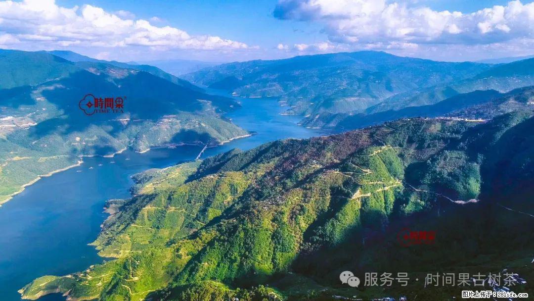 时间果百年古树龙珠普洱生茶 - 购物交流 - 扬州生活社区 - 扬州28生活网 yz.28life.com