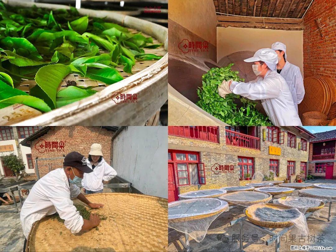 时间果百年古树龙珠普洱生茶 - 购物交流 - 扬州生活社区 - 扬州28生活网 yz.28life.com