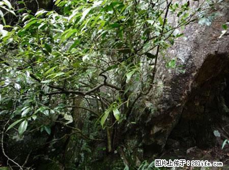 平乐石崖茶，珍贵仅次于金花茶 - 扬州生活资讯 - 扬州28生活网 yz.28life.com