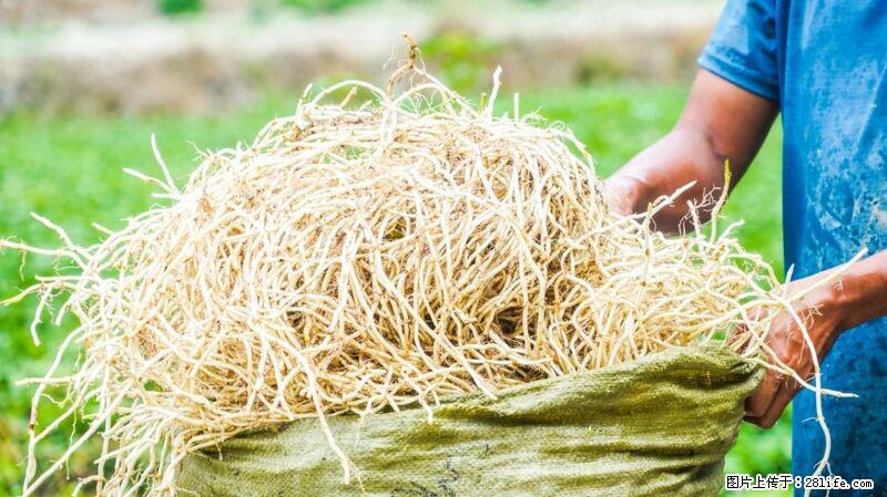 堪称“最难吃”的蔬菜,却是 “抗辐射神器”,还能护肺、清热、止咳化痰! - 扬州生活资讯 - 扬州28生活网 yz.28life.com