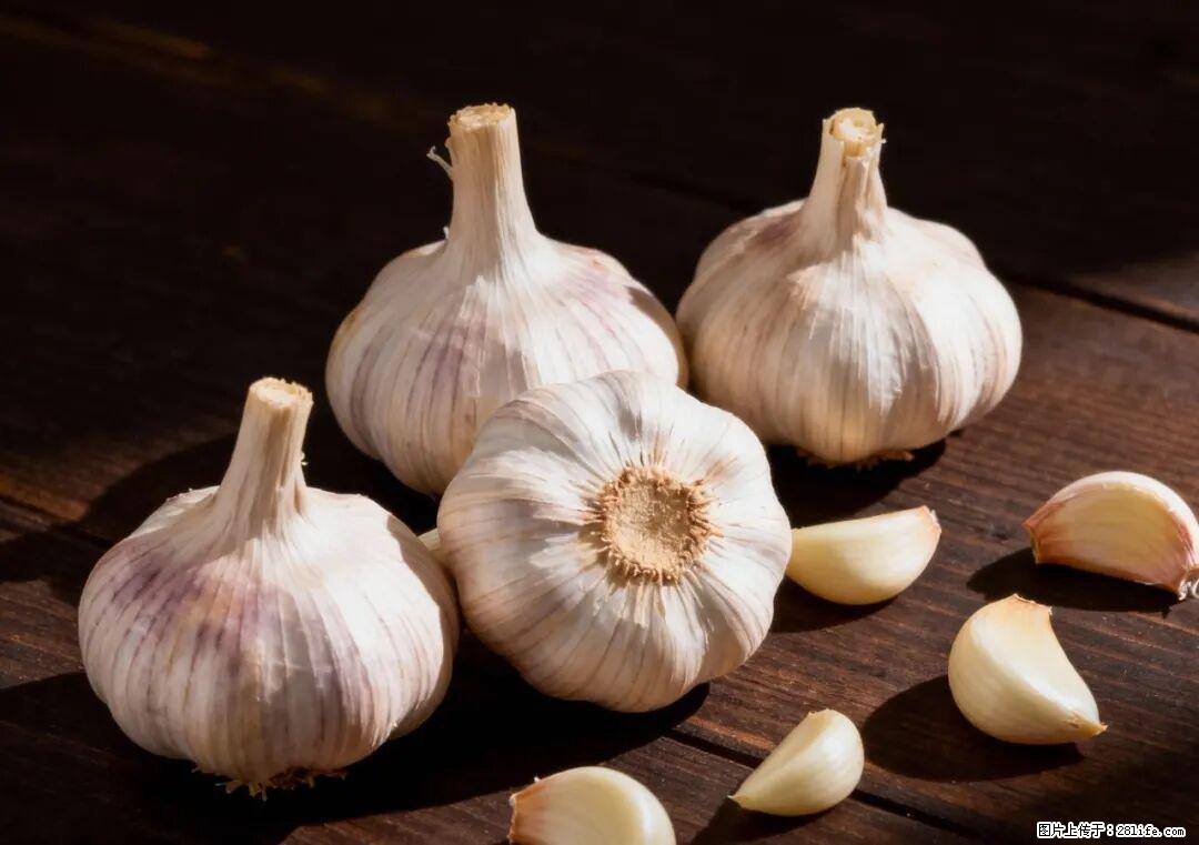 关于大蒜，除了“天然抗生素”，这4个谣言更该警惕! - 扬州生活资讯 - 扬州28生活网 yz.28life.com