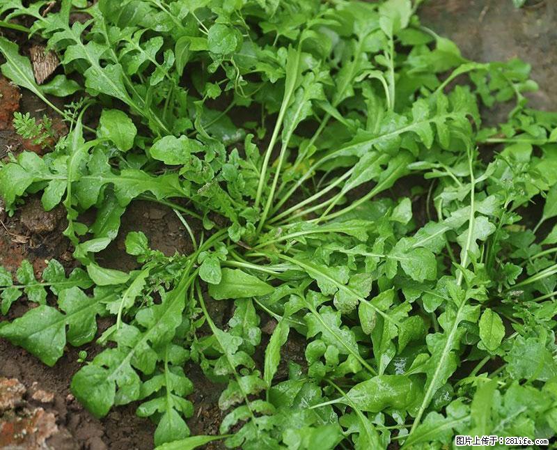 这些蔬菜是“天然钙片”，这6种被医生重点推荐 - 扬州生活资讯 - 扬州28生活网 yz.28life.com