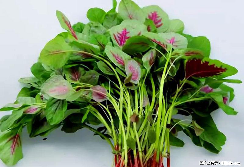 这些蔬菜是“天然钙片”，这6种被医生重点推荐 - 扬州生活资讯 - 扬州28生活网 yz.28life.com