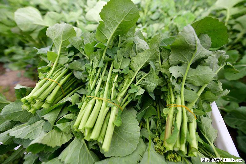 这些蔬菜是“天然钙片”，这6种被医生重点推荐 - 扬州生活资讯 - 扬州28生活网 yz.28life.com